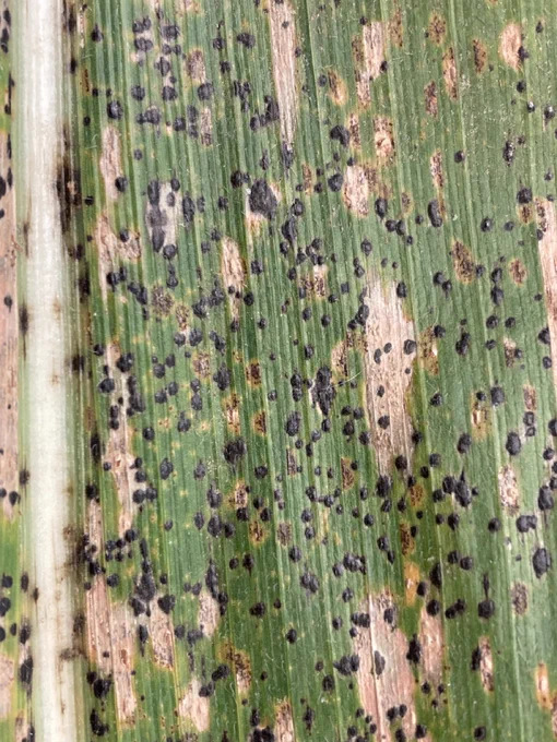 tar spot on corn leaf