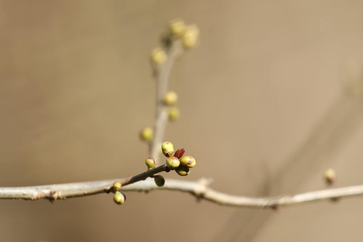 .@candrews804 and her camera caught the woods waking up. These spicebush buds are ready to bloom.