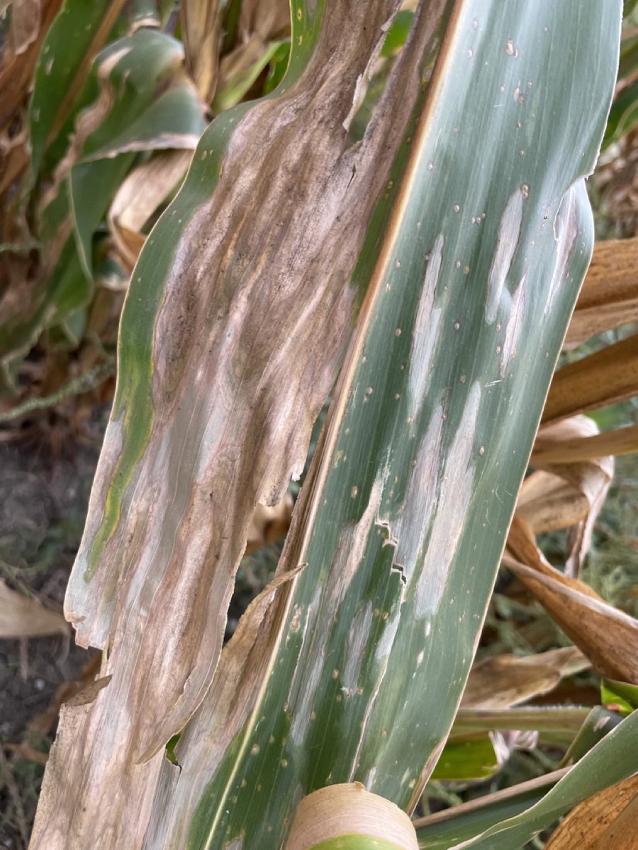 Crop Protection Network (@cropnetwork) on Twitter photo Fungicide Efficacy for Corn Foliar Diseases 2024.
Posted at cropprotectionnetwork.org/publications/f…
From Extension. <a href="/cropdoc08/">Kiersten Wise</a> <a href="/DaisyHAhumada/">Daisy Ahumada</a> <a href="/baldpathologist/">Tom Allen</a> <a href="/txextension/">Texas A&M AgriLife Extension Service</a> <a href="/ccecornell/">Cornell Cooperative Extension</a> <a href="/MandyBish1/">Mandy Bish</a> <a href="/BorisCamiletti/">Boris X Camiletti</a> <a href="/MartinChilvers1/">Martin Chilvers</a> <a href="/PACropDoc/">Dr. Alyssa Collins</a> <a href="/MahDuffeck/">Maíra Duffeck 🌾🍄🦠🔎🔬💻📊👩🔬👩🏼💻</a> <a href="/travisfaske/">Travis Faske</a> <a href="/NDSUExtension/">NDSU Extension</a> <a href="/tjcksn/">Tamra Jackson-Ziems</a> Fungicide Efficacy for Corn Foliar Diseases 2024.
Posted at cropprotectionnetwork.org/publications/f…
From Extension. <a href="/cropdoc08/">Kiersten Wise</a> <a href="/DaisyHAhumada/">Daisy Ahumada</a> <a href="/baldpathologist/">Tom Allen</a> <a href="/txextension/">Texas A&M AgriLife Extension Service</a> <a href="/ccecornell/">Cornell Cooperative Extension</a> <a href="/MandyBish1/">Mandy Bish</a> <a href="/BorisCamiletti/">Boris X Camiletti</a> <a href="/MartinChilvers1/">Martin Chilvers</a> <a href="/PACropDoc/">Dr. Alyssa Collins</a> <a href="/MahDuffeck/">Maíra Duffeck 🌾🍄🦠🔎🔬💻📊👩🔬👩🏼💻</a> <a href="/travisfaske/">Travis Faske</a> <a href="/NDSUExtension/">NDSU Extension</a> <a href="/tjcksn/">Tamra Jackson-Ziems</a>