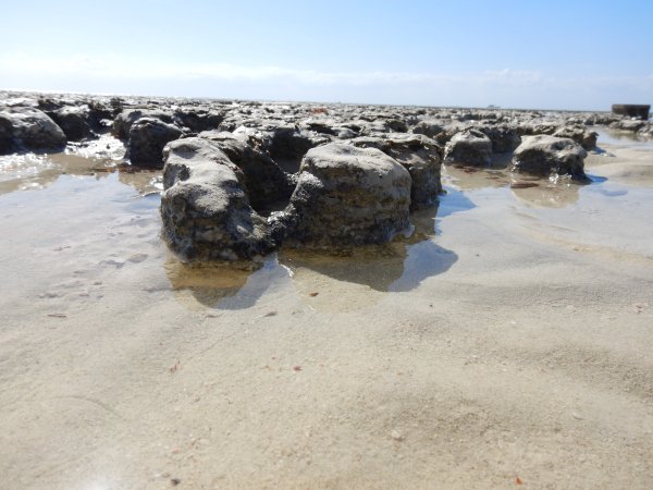 GSAPublications's tweet image. In their new #Geology article Volker Vahrenkamp &amp;amp; colleagues report the first discovery of living shallow-marine stromatolites in the Middle East on Sheybarah Island, Red Sea, Saudi Arabia. doi.org/10.1130/G51793… #Stromatolites #LifeonEarth #Mars #Geoscience #Fossils @geosociety