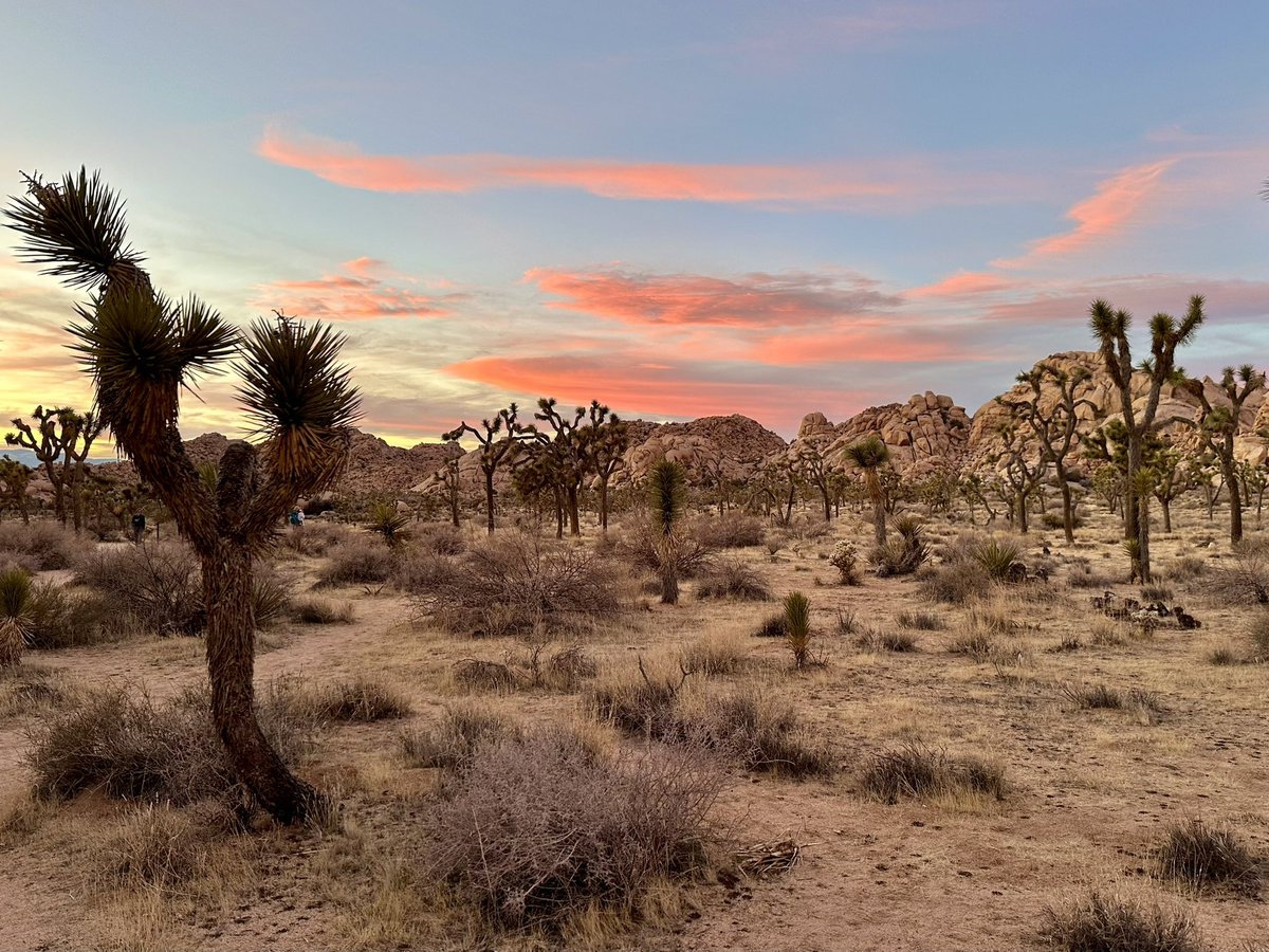 Kevlar49's tweet photo. There’s nothing quite like sunsets in the high desert~

#fursuitfriday 

🐺📷: @Slimdrake12 
🌵📷: @Kevlar49 https://t.co/CuIqSNhEtM
