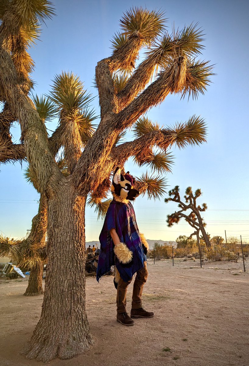 Kevlar49's tweet photo. There’s nothing quite like sunsets in the high desert~

#fursuitfriday 

🐺📷: @Slimdrake12 
🌵📷: @Kevlar49 https://t.co/CuIqSNhEtM