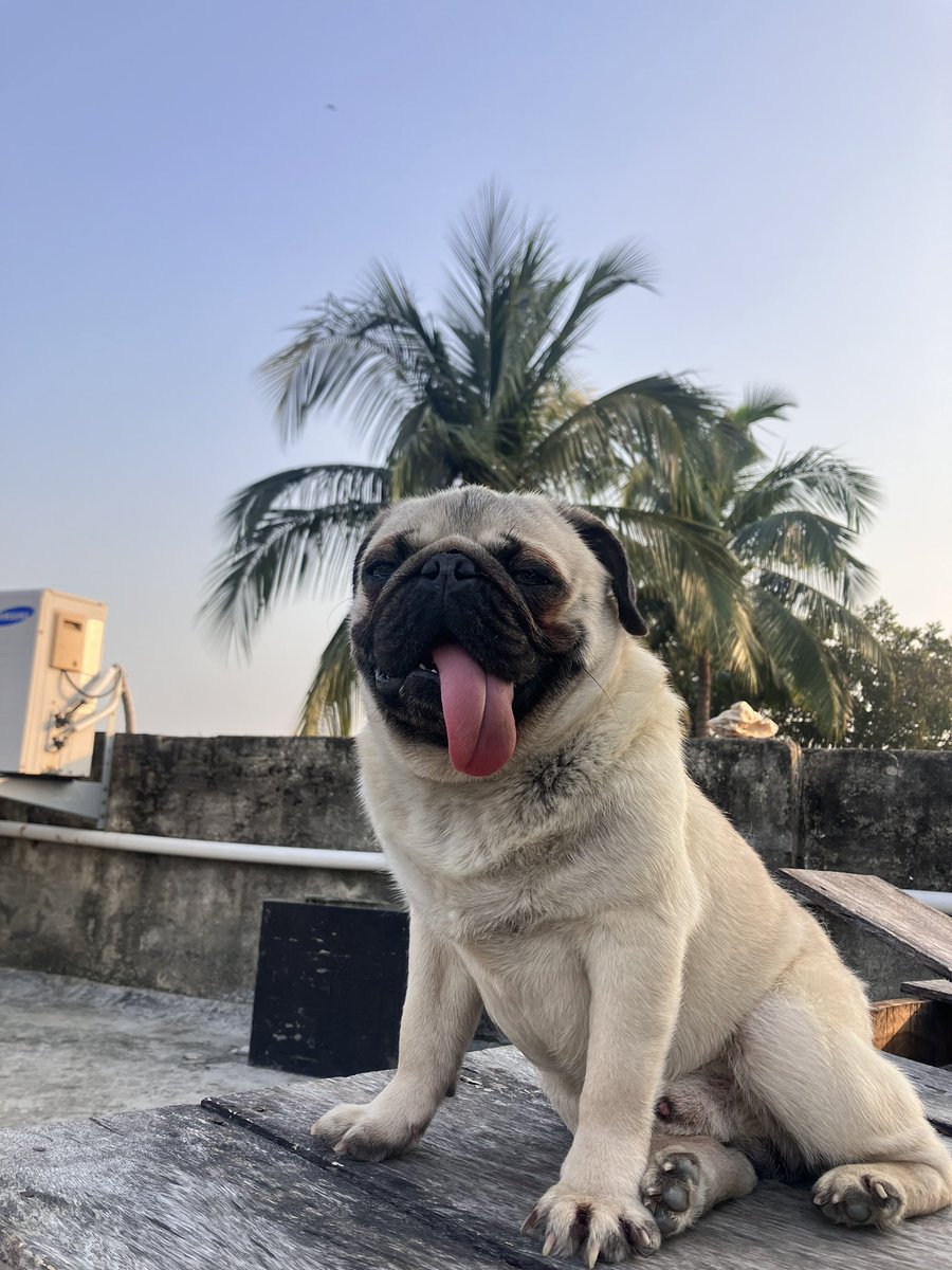 subhmac's tweet photo. Percii ❤️ 

#pug #Pug https://t.co/i9UDstfYM3