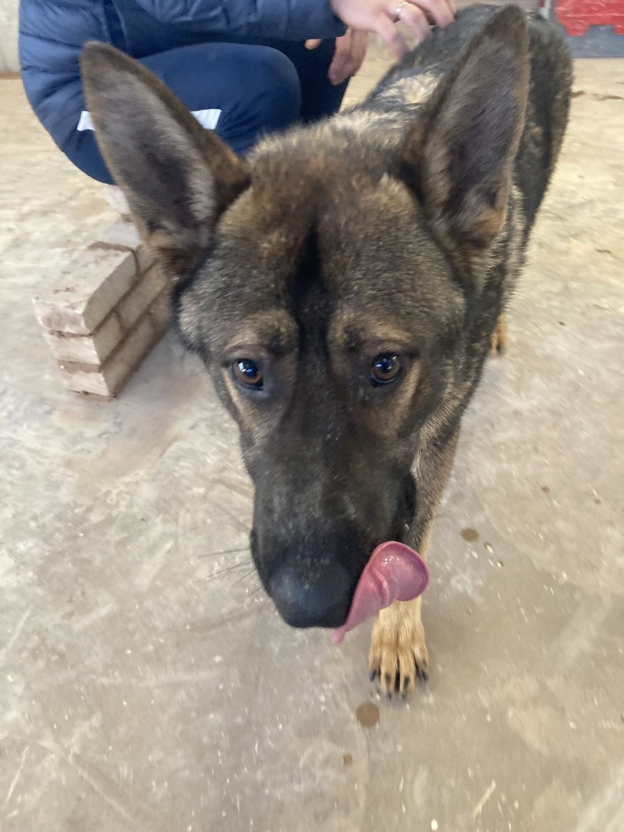 BaileySpottyDog's tweet photo. **FOUND DOG**
Lovely German Shepherd found in B8 Birmingham, now at @BhamDogsHome https://t.co/2qE0FVZe23
