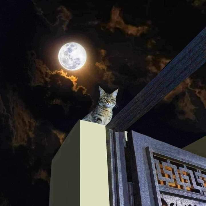 Buenas noches