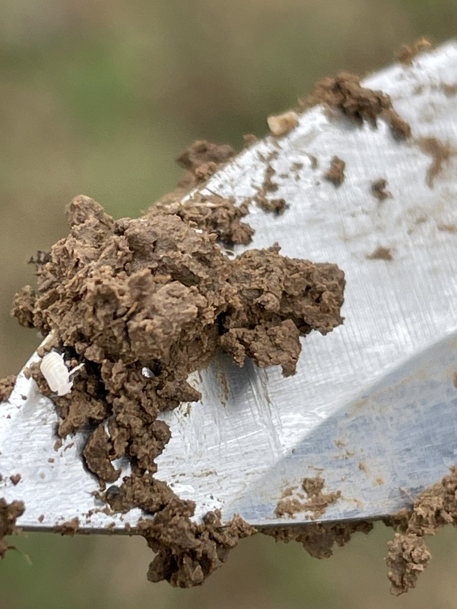Zikade Jahrgang 2024 im Anmarsch. Mal sehen, wie lange wir noch Zuckerrüben anbauen werden 🤷‍♂️