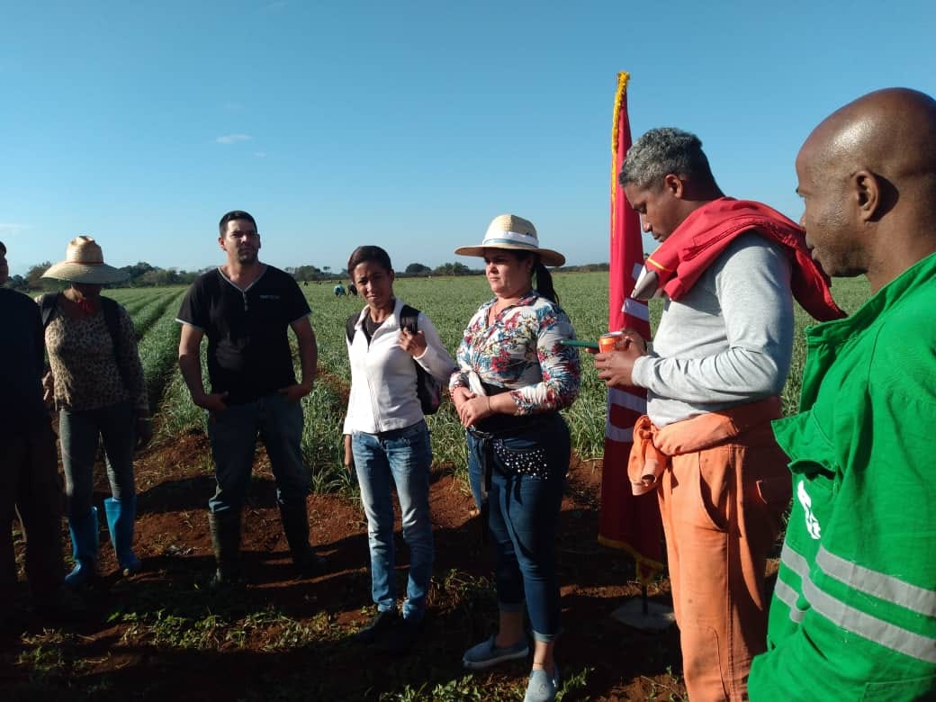 Militantes, factores y miembros del Consejo de Dirección codo a codo, sacando frutos y haciendo historia en jornada de trabajo voluntario agrícola en Güira de Melena, en saludo al Grito de Baire. #CubaViveYTrabaja #GenteQueSuma #PetrolerosPorCuba