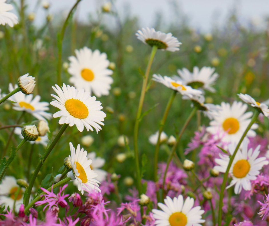 Don't Buy Her Flowers...Give Her the Garden 🌸❤️

Join us in honouring the incredible mothers in our lives by gifting them the gift of nature.
🌼🌿

shop.trueharvestseeds.org/product/join-u…

#GiveHerTheGarden #WildflowersForMum #MothersDayBlooms