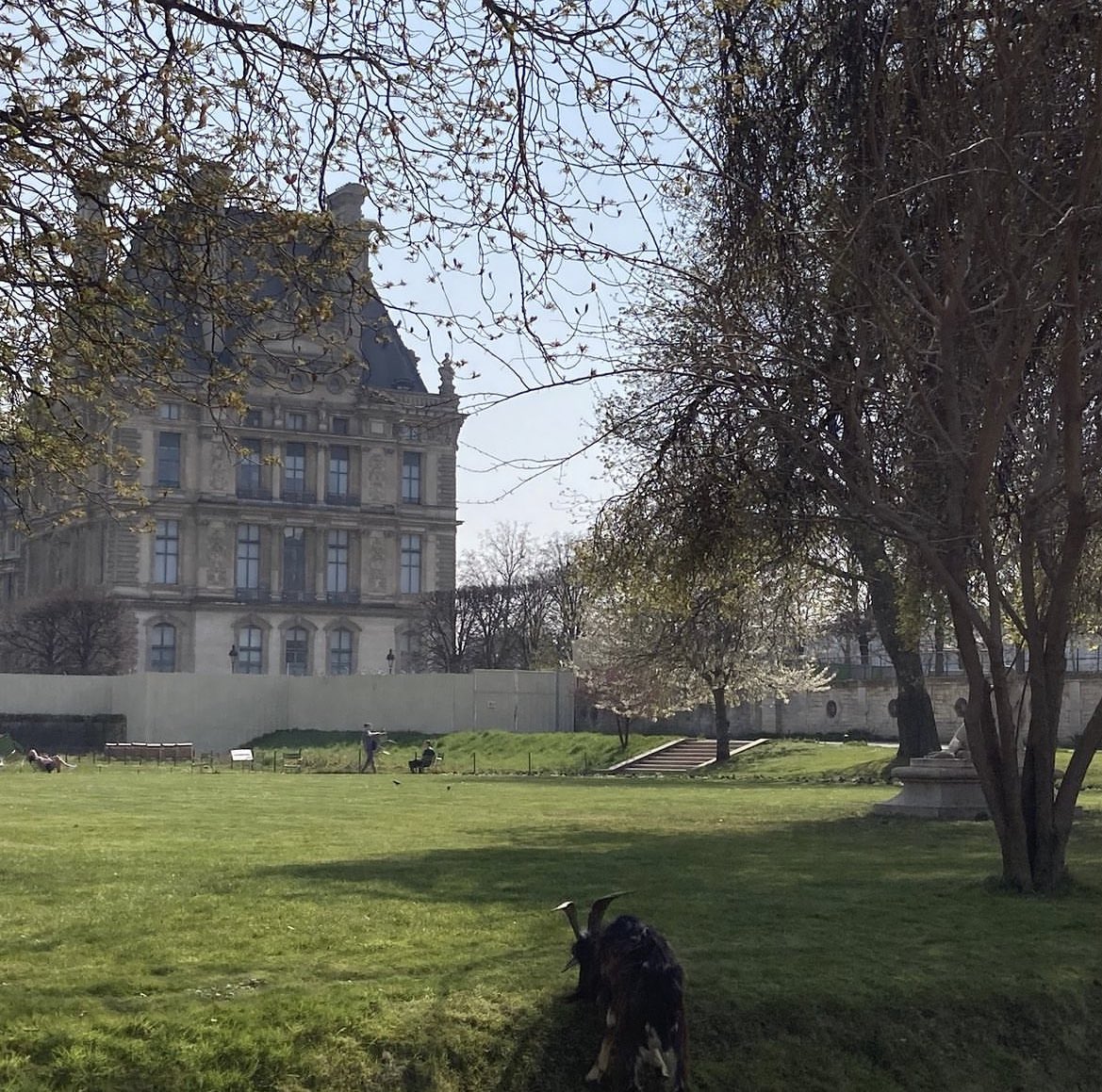 babylangues's tweet photo. Le Jardin des Tuileries 💐🌷
Did you know there are goats in the Jardin? They eat the grass that the lawnmowers can't get to! Lawnmower in French is 'une tondeuse à gazon,' and a goat is a 'chèvre'
 #jobsinFrance #teacherlife #teaching #visitfrance #DiscoverFrance #french #apply https://t.co/eyawP54vyN
