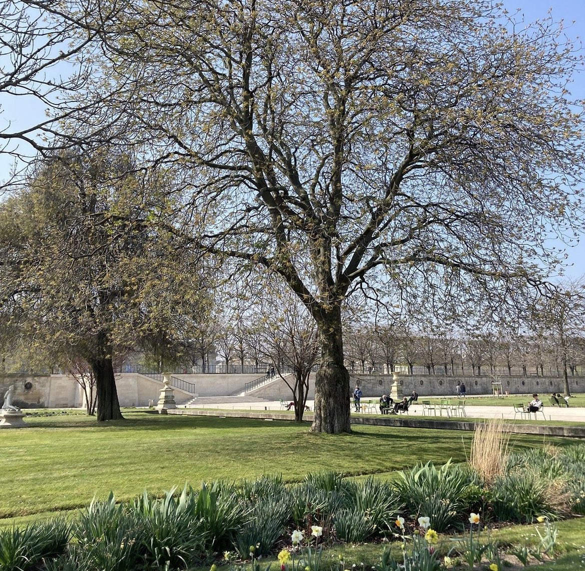 babylangues's tweet photo. Le Jardin des Tuileries 💐🌷
Did you know there are goats in the Jardin? They eat the grass that the lawnmowers can't get to! Lawnmower in French is 'une tondeuse à gazon,' and a goat is a 'chèvre'
 #jobsinFrance #teacherlife #teaching #visitfrance #DiscoverFrance #french #apply https://t.co/eyawP54vyN