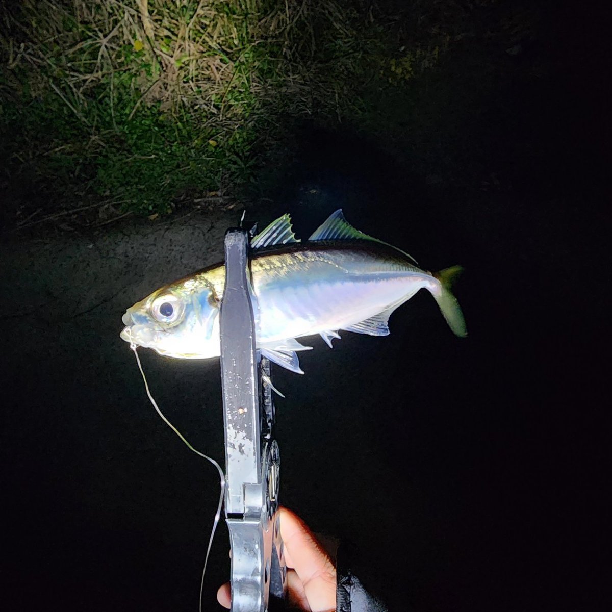 y_man_k_o's tweet image. こんなとこにもおった🙄‼️
普通なら絶対行かん(笑)
エサ釣りの方の情報も侮れんな～🤔

#アジング #evergreen #sharpcut #エコギア #ecogear #アジチョンヘッド #アジマスト #ラグゼ #luxxe #宵姫ajカスタム #keitech #easyshaker #デュエル #duel #theone #佐賀 #長崎 #佐世保