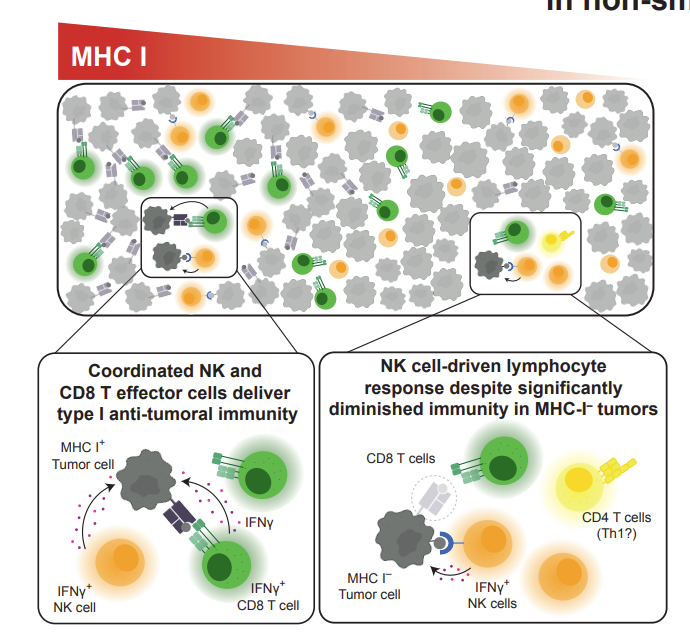 Waggoner Lab (@labwaggoner) on Twitter photo Spatial analysis reveals combinative role for NK and CD8 T cells in antitumor immunity despite profound MHC class I loss in non-small cell lung cancer <a href="/RemziyeErdogan5/">Remziye Erdogan Wessel</a> <a href="/sepiddsh/">Sepideh Dolatshahi</a>
biorxiv.org/content/10.110⦠Spatial analysis reveals combinative role for NK and CD8 T cells in antitumor immunity despite profound MHC class I loss in non-small cell lung cancer <a href="/RemziyeErdogan5/">Remziye Erdogan Wessel</a> <a href="/sepiddsh/">Sepideh Dolatshahi</a>
biorxiv.org/content/10.110ā¦