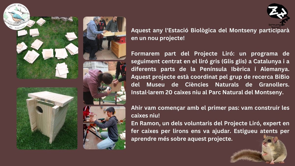 ebmontseny_ico's tweet image. @ProjecteLiro @mcngranollers  #lirogris #projecteliro #dormouse