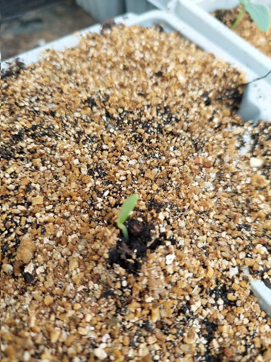 Week old Cantaloupe Melons coming into life, kept at 20C in the Heated Propagator. #GrowYourOwn #Donegal #GIY #GYO #SmallScaleFarming