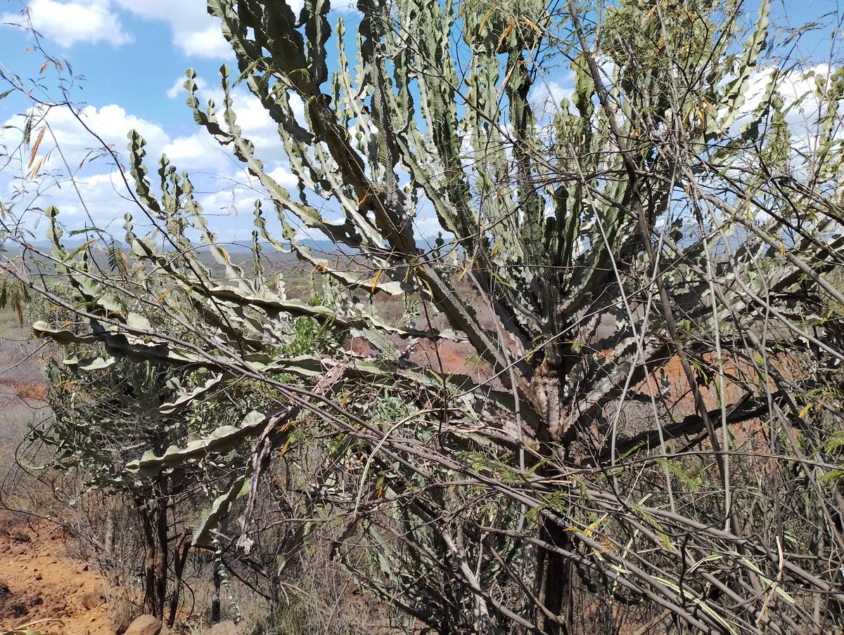 NetworkofIndig1's tweet photo. This tree species is facing extinction, mass destruction is happening as the government watch a lorry goes for 6k #ClimateAction is protecting indigenous trees https://t.co/vh2763mdpj