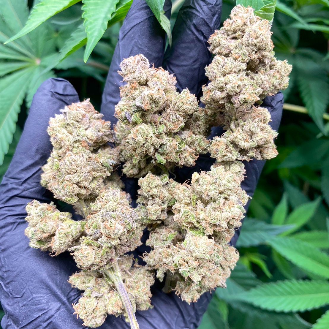 Siam Seeds tweet media