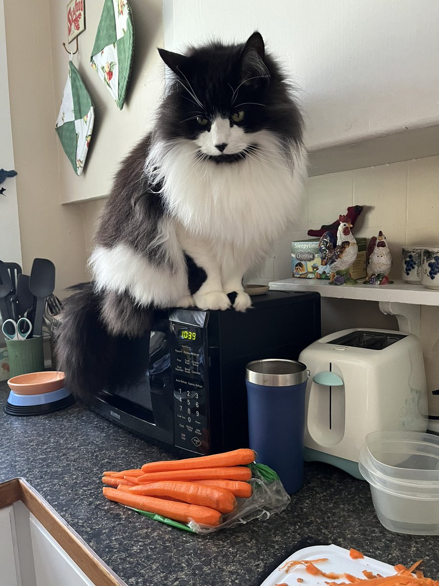 Hi pals 😸Mum had her eyeball surgery Wednesday. I helped her get foods ready for afterwards. She’s to spend the week face down 😹😹 #Hedgewatch #fridaymorning #CatsOfTwitter