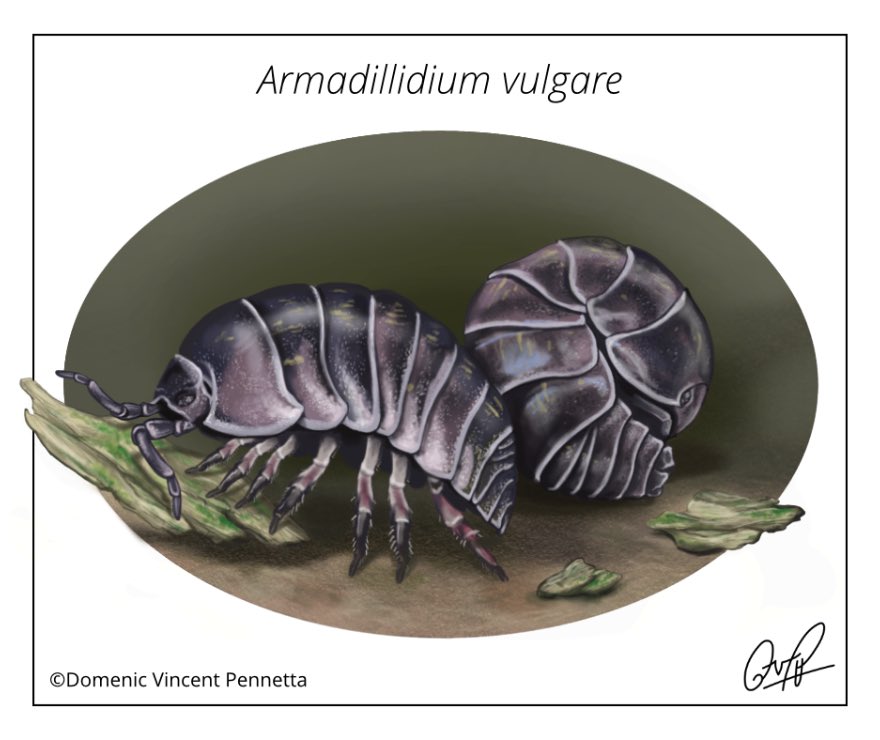 Just wanted to share this illustration of pill bugs I made last year! Love these round little boys. 

#sciart #scientificillustration #wildlifeart #soilscience #isopods