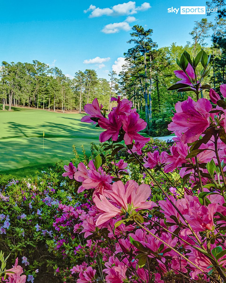 SkySportsGolf's tweet photo. ⏳🌺 https://t.co/TjrxW4ljLo