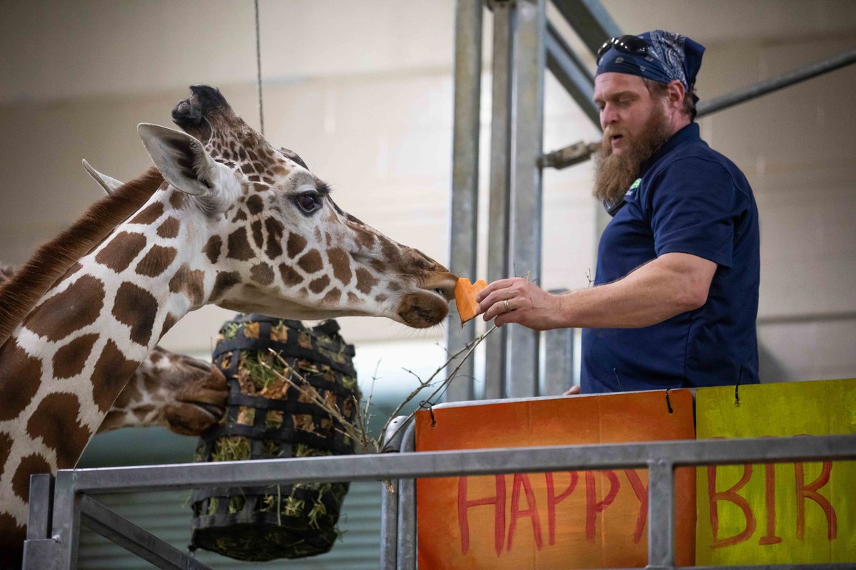 buffalozoo's tweet photo. This week we celebrated Zuri the giraffe's 9th birthday! She enjoyed some delicious heart-shaped sweet potatoes and lots of extra attention from Keeper Don. Please join us in wishing her a very happy birthday! 🎉🦒🧡 https://t.co/pTZdZkShvh