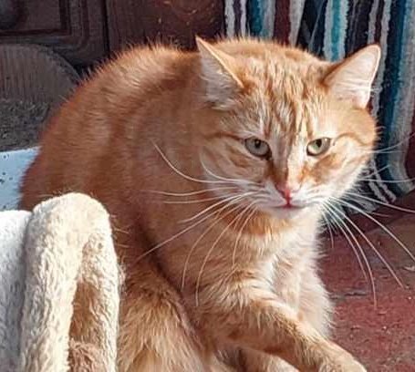 Brakuje 245 zł 🙏
Proszę pomóżcie 🙏

To smutne, że Merfi jest niewidzialny dla ludzi...

NIKT nie chce mu pomóc...

ratujemyzwierzaki.pl/merfi-felineus