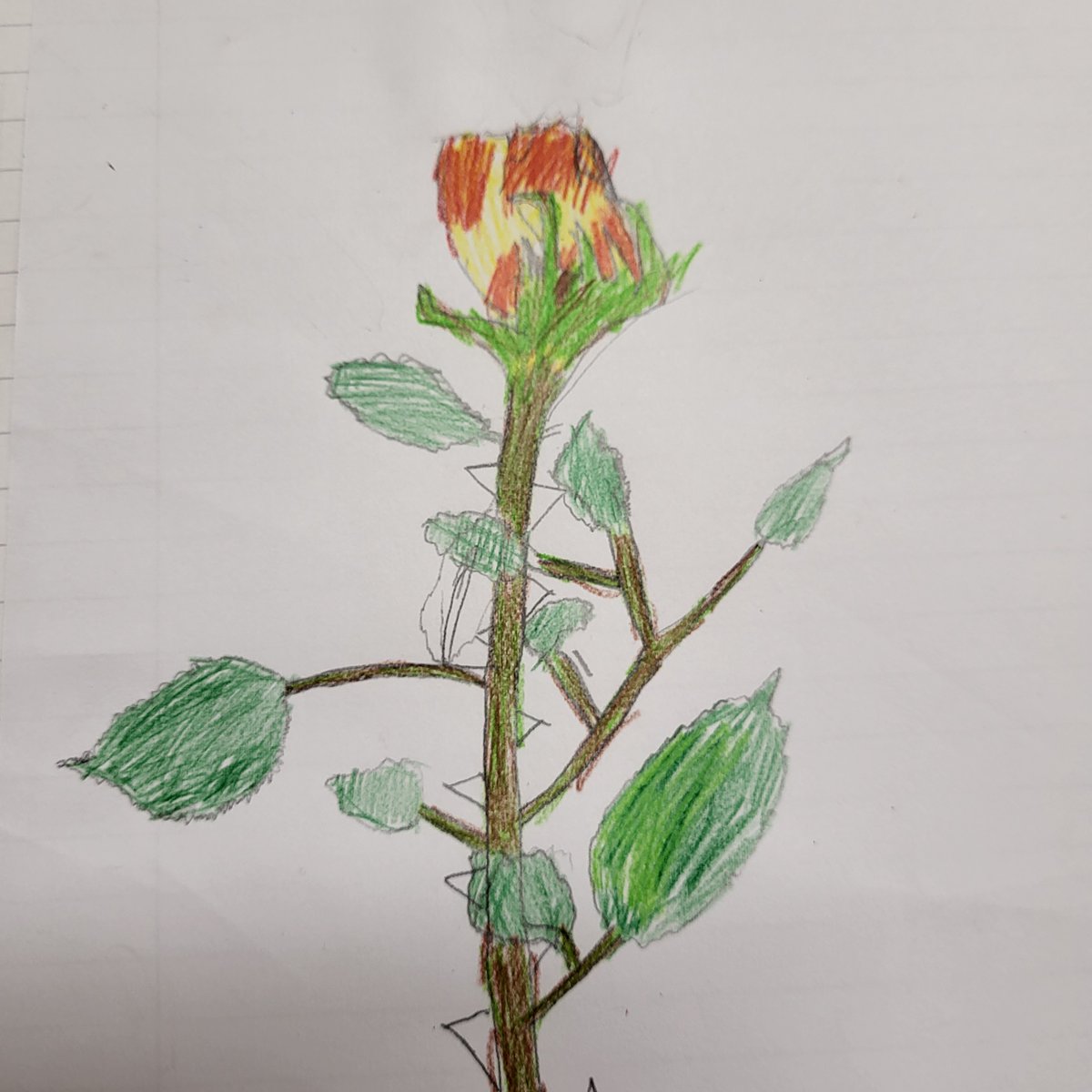 Belle Vue Primary & Nursery School tweet media