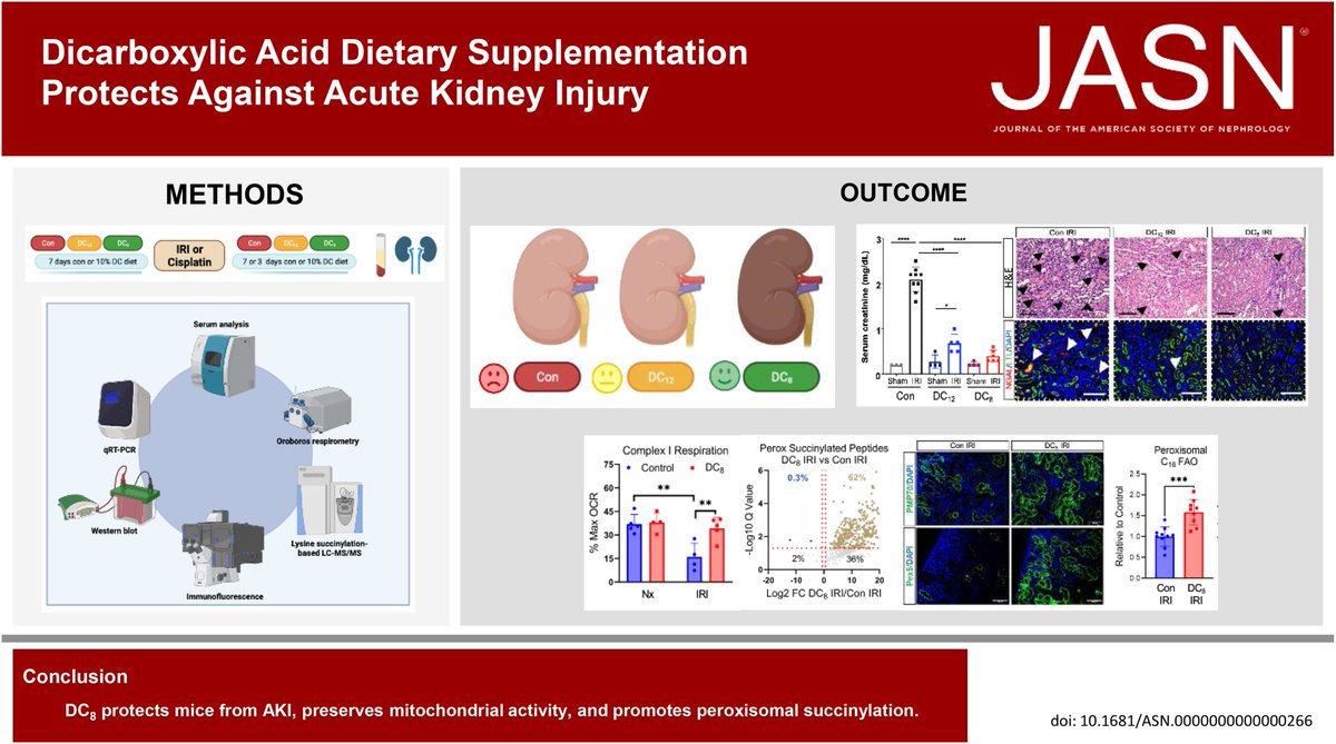 Proximal tubules are rich in peroxisomes, which are damaged during AKI. This study shows DC8 supplementation protects kidney mitochondria and peroxisomes and increases peroxisomal FAO, thereby protecting against AKI bit.ly/JASN0266 @AnneC4roline @birgits61642917