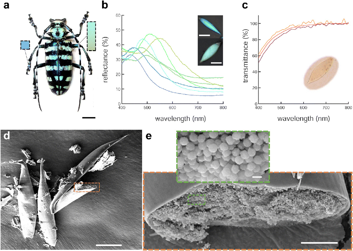 New @NCCRbioinspired article in Soft Matter (@RoySocChem) from @AMI_Physics (K. Djeghdi, C. Schumacher, @ViolaBauernf, @iljagunkel, U. Steiner) and @BodoWilts: some #beetle colors the result of disordered diamond-like packed spheres pubs.rsc.org/en/content/art… #openaccess