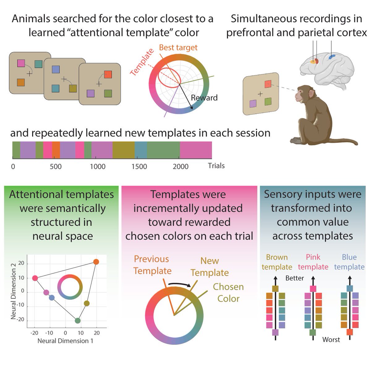 New paper in @CellCellPress w/ @cjahn_neuro on how the brain learns to control attention in a changing environment! Attention is learned incrementally from reward, and it maps stimuli into a generalized value space to guide decisions in many settings. 🧵cell.com/cell/fulltext/…