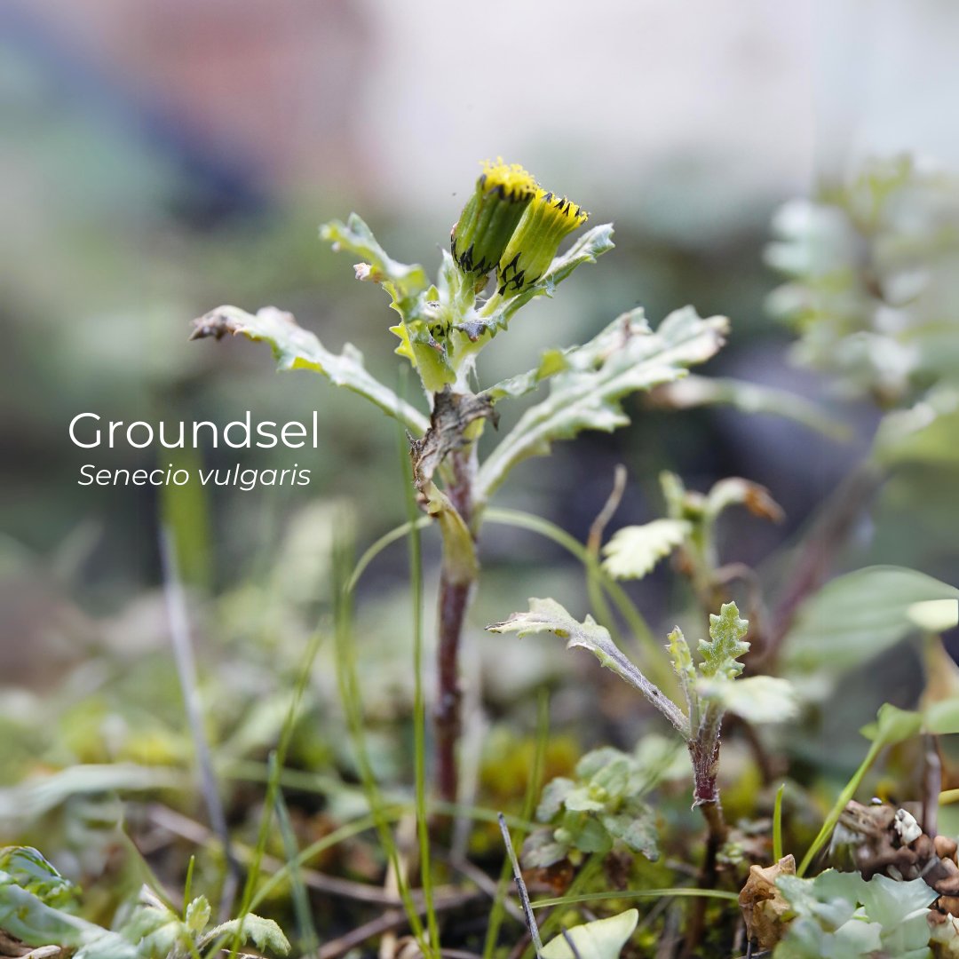 Groundsel! One of those wildflowers that will flower whenever it gets the chance whatever the time of year. And it's chancing it now with the mild weather. #wildflower #groundsel