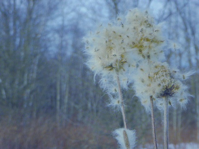 Good luck to Kristin from @CH_BestMS with her submission to @EcoSchoolsCAN Roberta Bondar Photography Contest. Kristen chose to go on a digital photography hike and explore the ecosystems in @MonoCliffsPP @TOES_TDSB