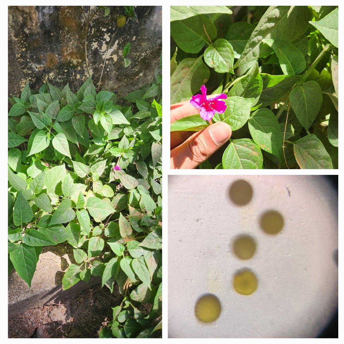 In a series of foldscope workshops across Chhattisgarh!!!

Pollens of Mirabilis Jalpa captured at #Bilaspur during Foldscope workshop with Teachers of Chhattisgarh.