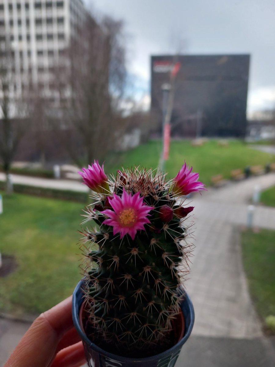 #newprofilepic and another busy week doing data-collection and working with our 2nd year #Podiatry students on reflective practice 🧐 Bonus picture of the beautiful new flowers on the cactus in our office, despite the gloomy Salford weather! 🌸🌵🌞