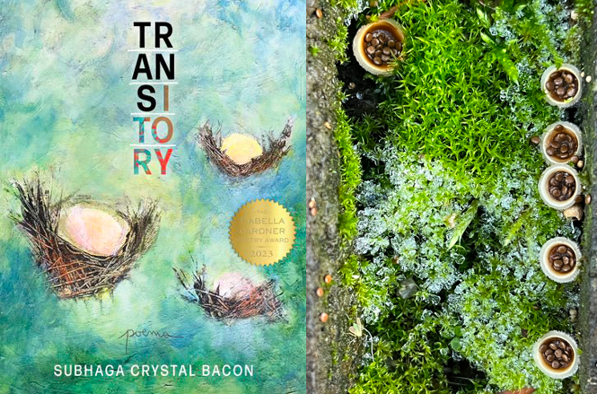 This week's Poetry + Fungus feature is Subhaga Crystal Bacon's TRANSITORY (Boa Editions, 2023). Cover art: Flying Nests by Sugandhi Katherine Barnes Cover design: Sandy Knight Order at link in thread 🏳️‍⚧️ @SubhagaCrystal @boaeditions #poetryplusfungus #transrightsarehumanrights