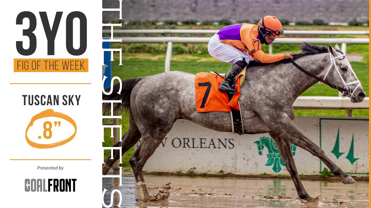 #3YOFigOfTheWeek brought to you by @spendthriftfarm Stallion COAL FRONT, is @fairgroundsnola AllowOC Winner, TUSCAN SKY! 📷by Lou Hodges Photography