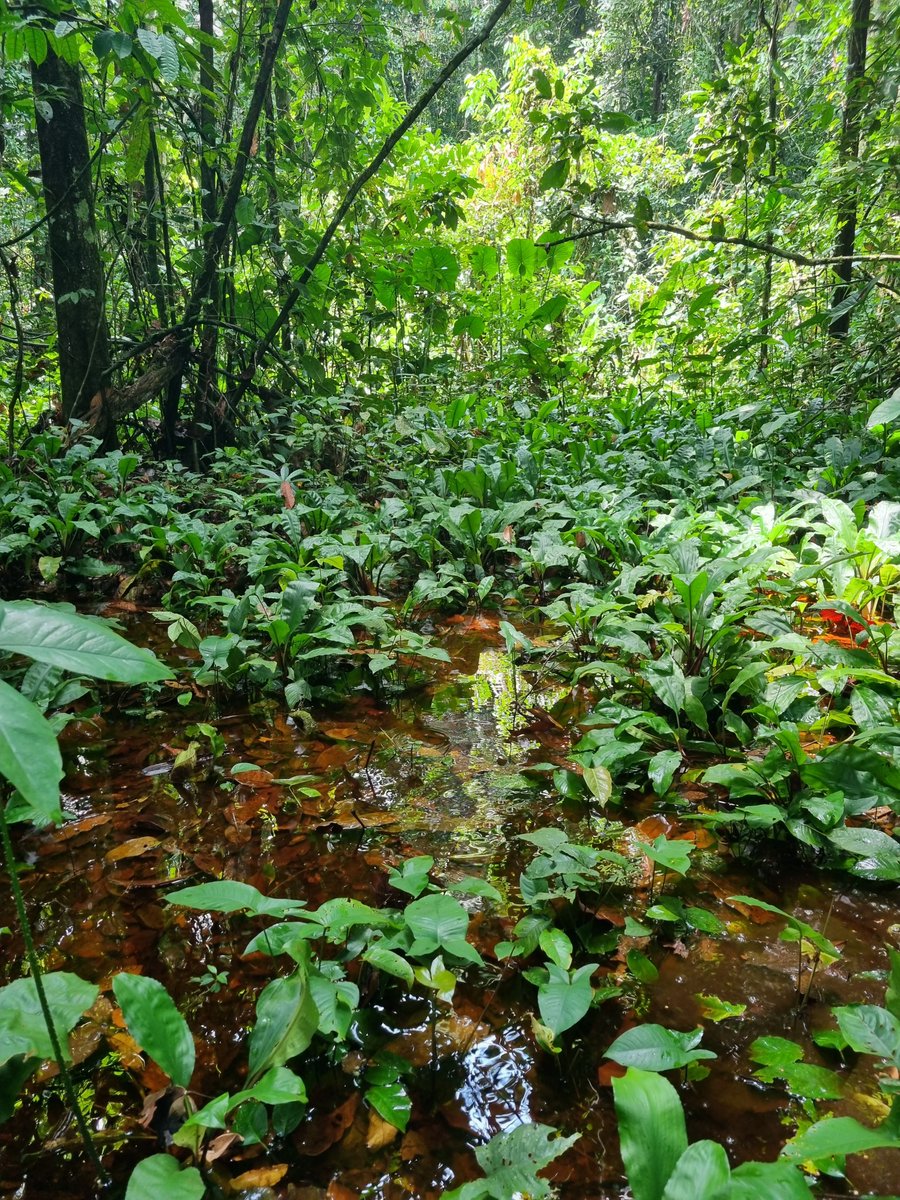 Attention tropical peatland scientists - are you interested in presenting @theATBC in Kigali, Rwanda in July? If so, consider expressing your interest to the 'Ecology, threats, and conservation status of tropical peatlands' session via forms.gle/H9rpgWHrRMr7pP… #PeatTwitter