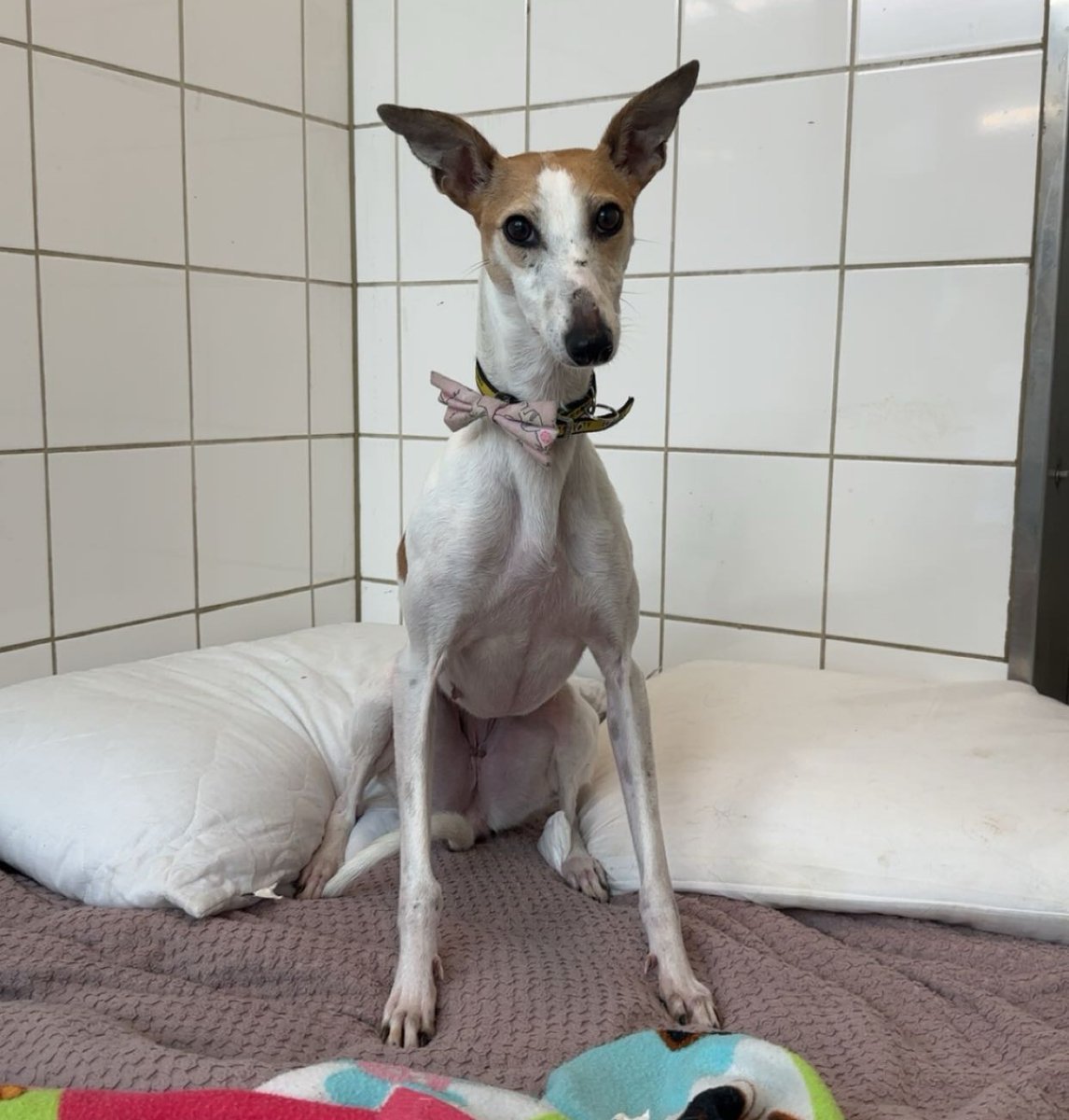 Summer got a new bow for her collar 🎀 She wants to look her best so she’s ready for the day her new family first see her 🥰

Could you be the one she’s been waiting for? dogstrust.ie/rehoming/dogs/…

#SummerLoving #AdoptADog