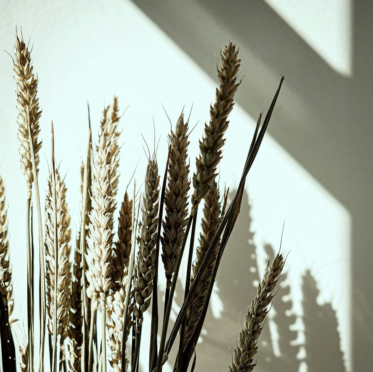 ParadigmScience's tweet image. Barley TONIQ® is manufactured by The Upcycled Beauty Company and a part of their Full Circle product line. This ingredient has been developed to reduce skin redness, soothe irritation and boost skin barrier function. 

For more information visit :

ParadigmScience.com