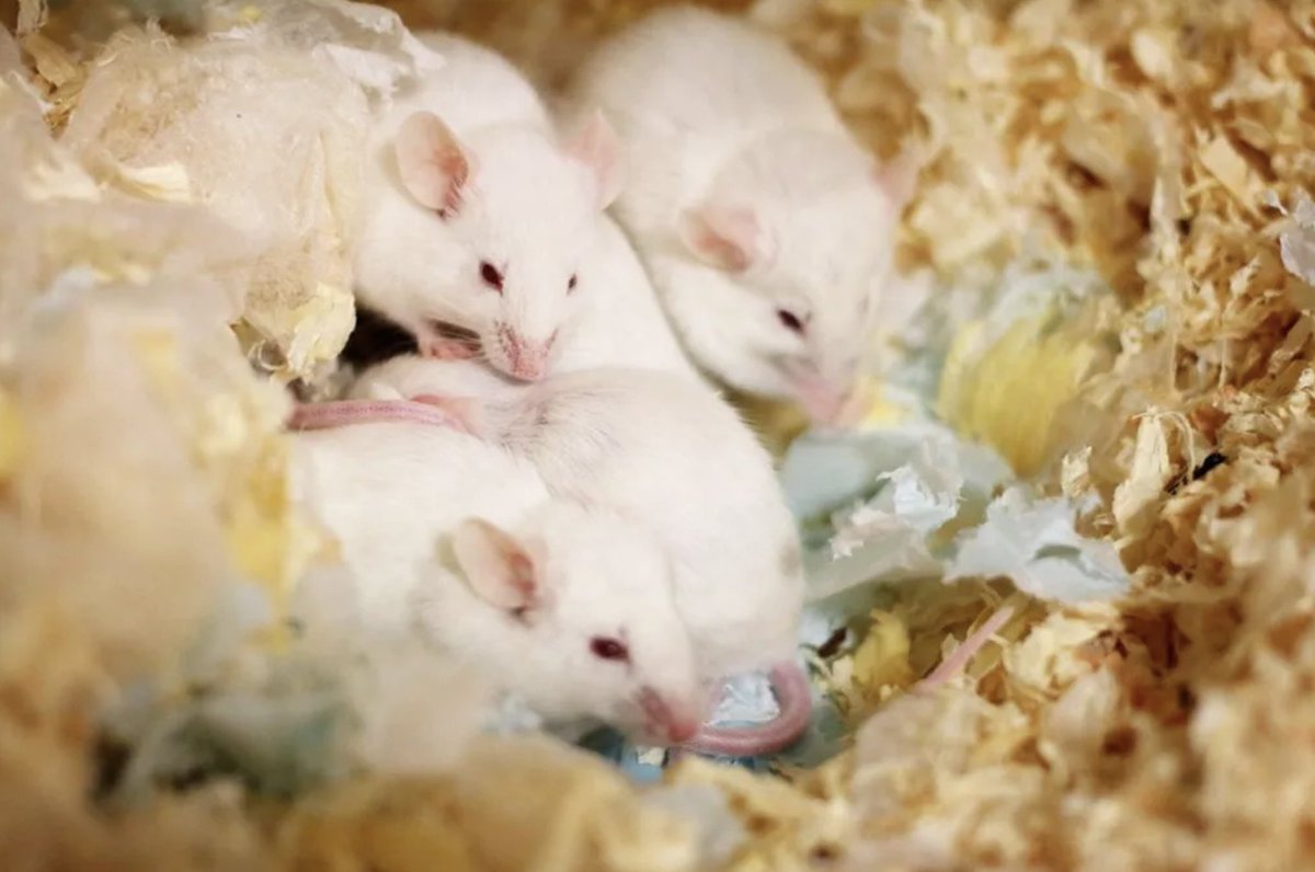 Longevity Technology (@longevitytech) on Twitter photo Rejuvenate Bio shows epigenetic reprogramming extends #lifespan in normal mice
New paper first to show that gene therapy-mediated partial #reprogramming extends lifespan and reverses age-related changes in aged wild mice.
<a href="/rejuvenatebio/">Rejuvenate Bio</a> #longevity
longevity.technology/news/rejuvenat… Rejuvenate Bio shows epigenetic reprogramming extends #lifespan in normal mice
New paper first to show that gene therapy-mediated partial #reprogramming extends lifespan and reverses age-related changes in aged wild mice.
<a href="/rejuvenatebio/">Rejuvenate Bio</a> #longevity
longevity.technology/news/rejuvenat…