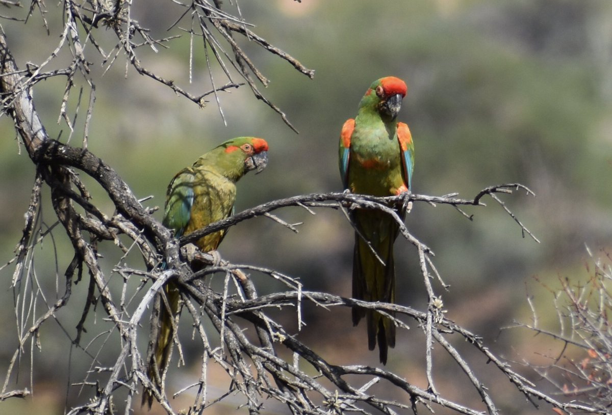 BirdLife International (@birdlife_news) on Twitter photo A fascinating read🦜
In an article by BirdLife Partner <a href="/armonia_bolivia/">Asociación Armonia</a>, Jennifer Cahill outlines the importance of community involvement in Key Biodiversity Areas (KBAs). 🌿
“Conservation areas cannot exist without people. Obviously it is likely to protect nature A fascinating read🦜
In an article by BirdLife Partner <a href="/armonia_bolivia/">Asociación Armonia</a>, Jennifer Cahill outlines the importance of community involvement in Key Biodiversity Areas (KBAs). 🌿
“Conservation areas cannot exist without people. Obviously it is likely to protect nature