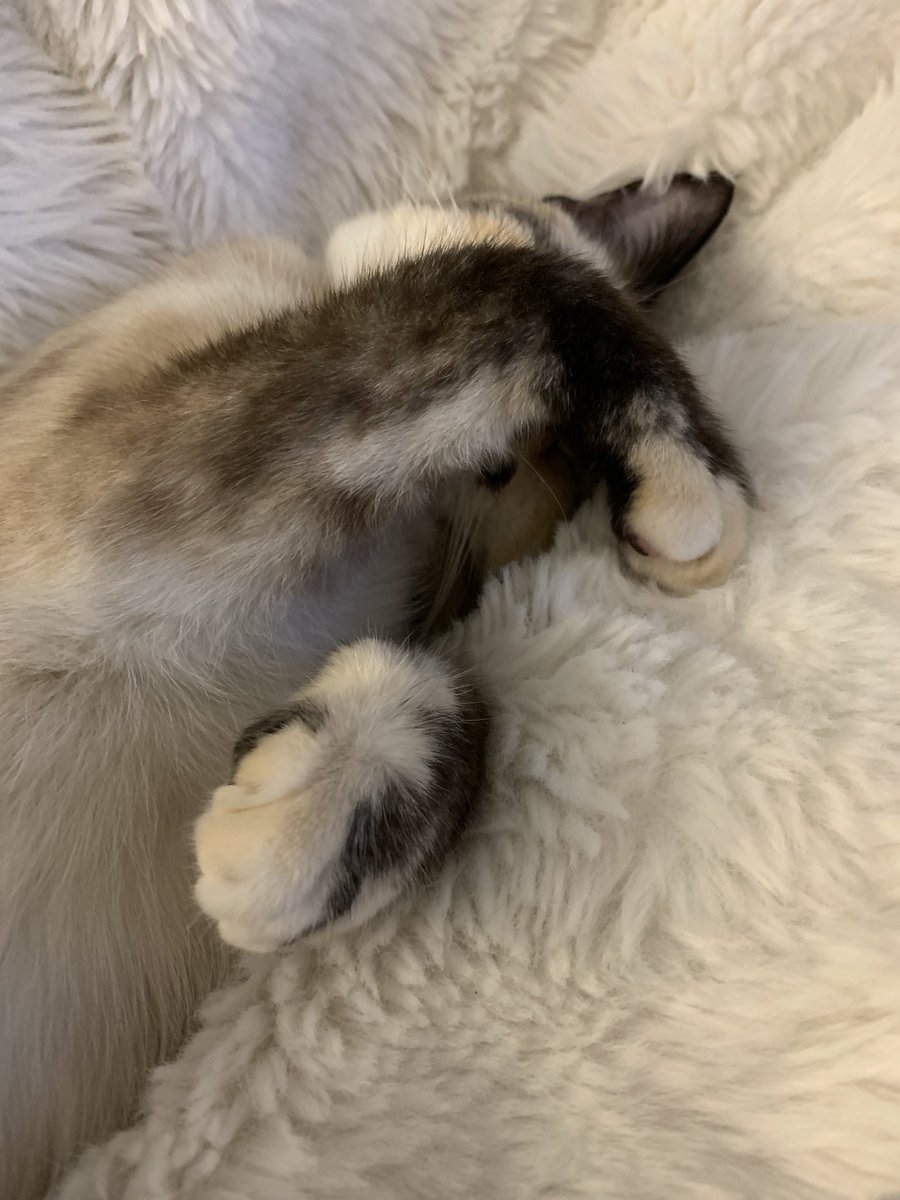 helenraw's tweet photo. Aunty Helen is contemplating just peeing on the couch cos she’s busting but can’t bear to disturb this wee pie heap 🥰😹
#AuroraBoo
#TheCatAndDogLady https://t.co/sn6PYy6FDD