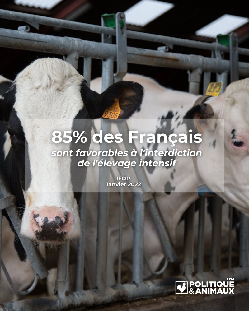 Pol_Animaux's tweet photo. 📊 Le chiffre de la semaine !

À la veille de l’ouverture du #SalonDeLagriculture 2024, rappelons que 85% des Français sont favorables à l’interdiction de l’élevage intensif.

Et vous, faites-vous partie de ces 85% ? 💬 https://t.co/0oYlYTkcQZ