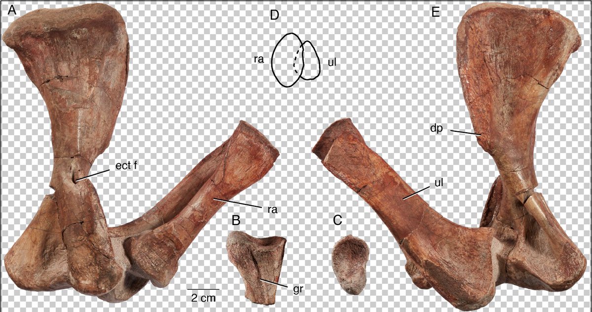 Updated draft figure of the articulated forelimb of a new gorgonopsian from Zambia. Still some tweaks to do, but I like the layout. Project with <a href="/MannArjan/">Dr. Arjan Mann</a> Prep <a href="/burkemuseum/">Burke Museum of Natural History and Culture</a> #FossilFriday