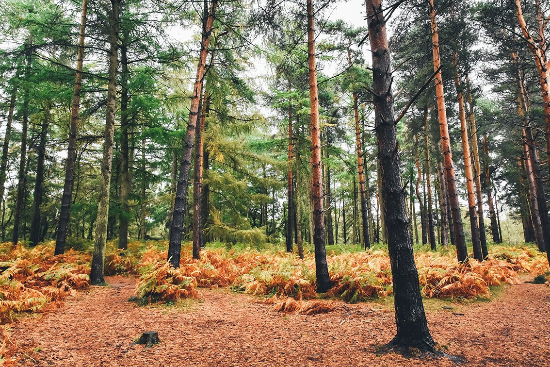 JOB ALERT: The Cannock Chase Special Area of Conservation (SAC) Partnership is looking to recruit two enthusiastic and highly motivated individuals to join the team as Engagement Wardens. For more information and to apply visit our website here: bit.ly/2lWtK1Y