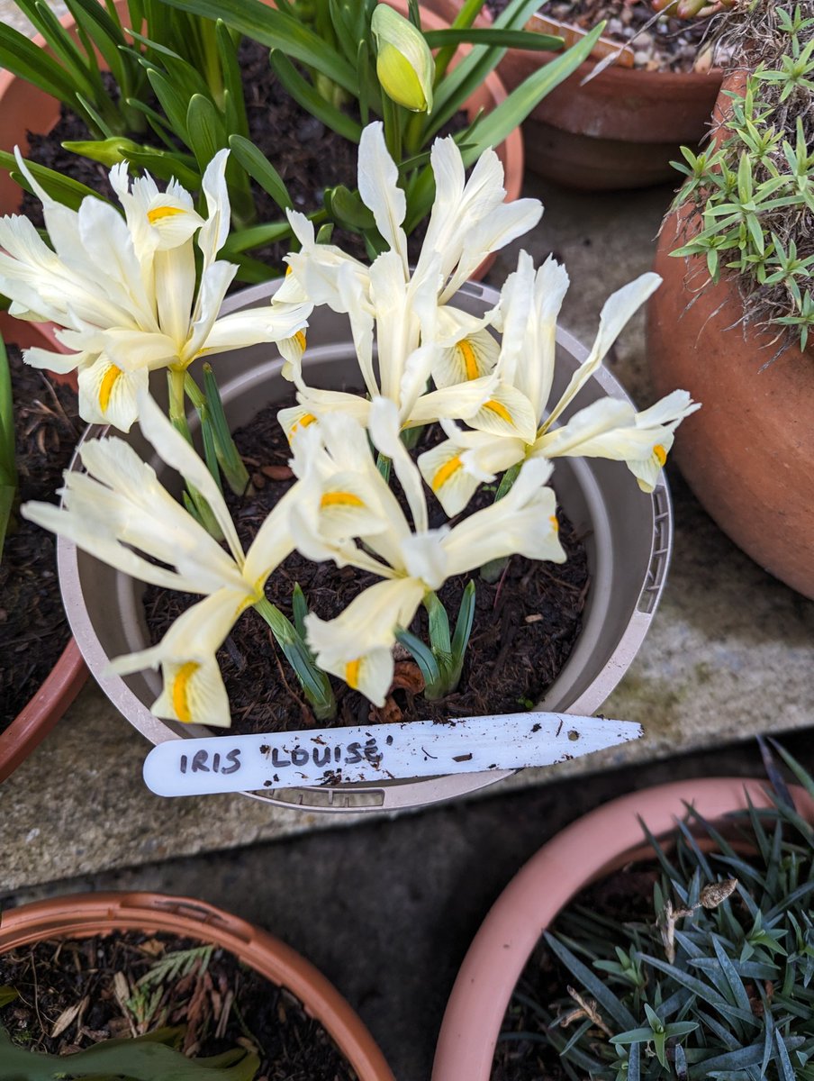 New to us this year from @taylorsbulbs Iris ' Louise's. What a lovely soft yellow 💛