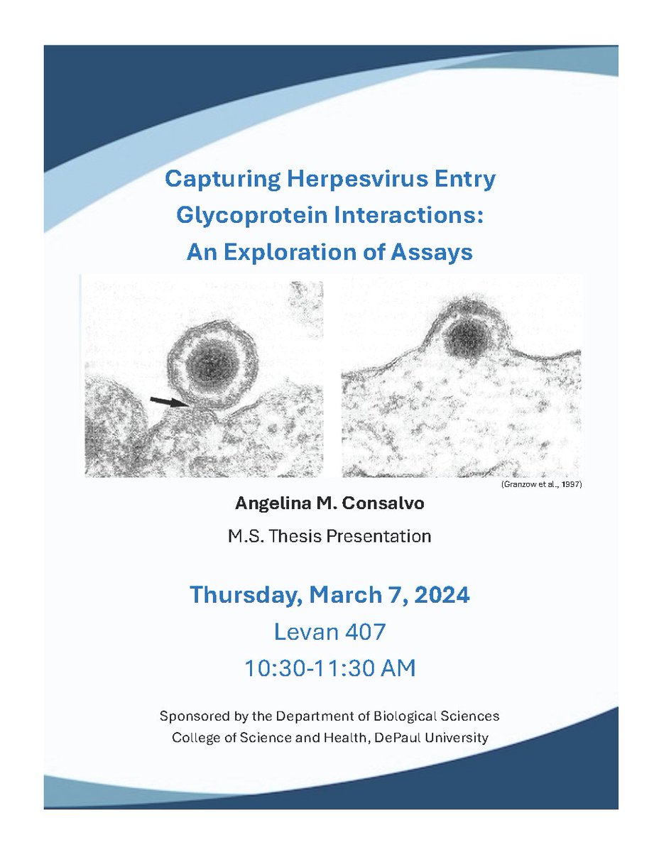Come support our graduate student, Angelina Consalvo, as she defends her MS thesis: "Capturing Herpesvirus Entry Glycoprotein Interactions: An Exploration of Assays." The presentation will be held on Thursday, March 7th from 10:30am-11:30am in Levan Center - Room 407.