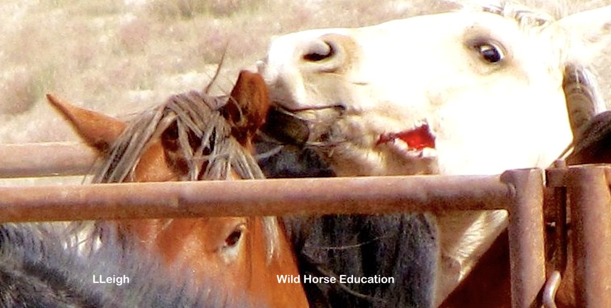 WildHorseEdu tweet picture