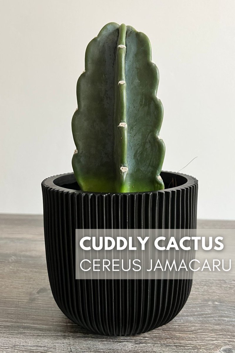 OurHousePlants's tweet photo. I love the Cuddly Cactus. It's fairly new as a houseplant, only really being sold as one in the last few years. But like most cacti it's easy to care for and very tough going. The plus here is it's a variety without spines. No thorns to worry about, so you can even hug this plant https://t.co/EihQX07s9O