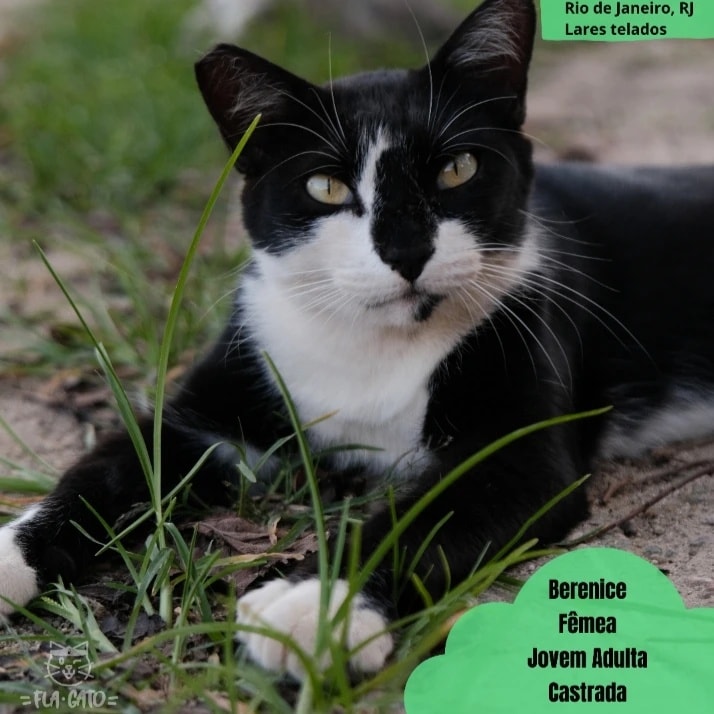 ongflagato's tweet photo. ADOÇÃO - RJ 🚨

Hoje quem veio aqui buscar um lar é a Berenice, uma gatinha já adulta que foi abandonada no Parque 😿

Adotando um gato adulto você não corre o risco de ter surpresas com a personalidade, além dela já ser mais calma do que um filhote!

Dê uma chance a ela!

RT 💚 https://t.co/tBfyGwkSnZ