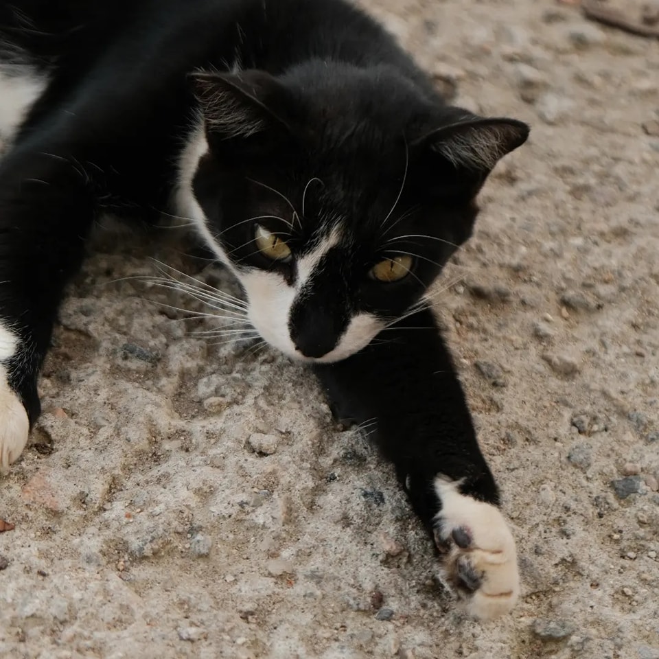 ongflagato's tweet photo. ADOÇÃO - RJ 🚨

Hoje quem veio aqui buscar um lar é a Berenice, uma gatinha já adulta que foi abandonada no Parque 😿

Adotando um gato adulto você não corre o risco de ter surpresas com a personalidade, além dela já ser mais calma do que um filhote!

Dê uma chance a ela!

RT 💚 https://t.co/tBfyGwkSnZ